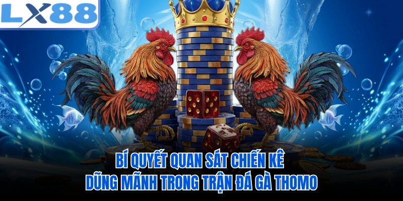 Bí quyết quan sát chiến kê dũng mãnh trong trận đá gà Thomo