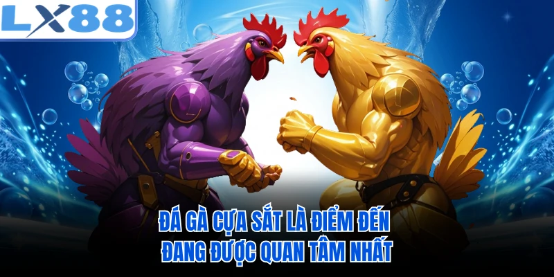 Đá gà cựa sắt là điểm đến đang được quan tâm nhất