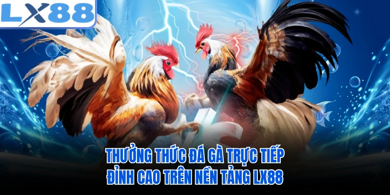 Thưởng thức đá gà trực tiếp đỉnh cao trên nền tảng LX88 